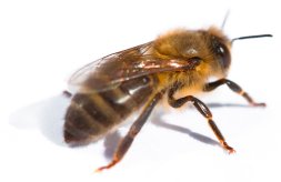 Honey bees are incredible insects, learn about them at cornwallhoney.co.uk
