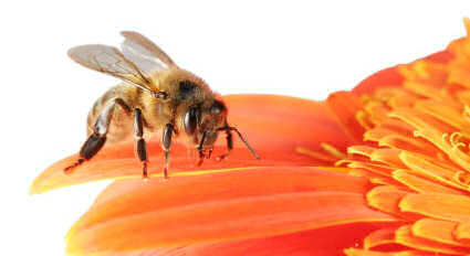 A honeybee on a flower