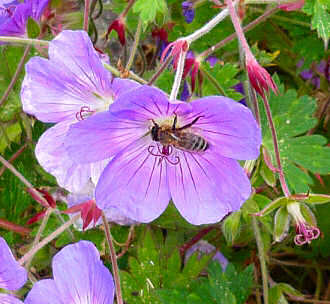 A Honeybee collecting nectar on flowers in the Westcountry
