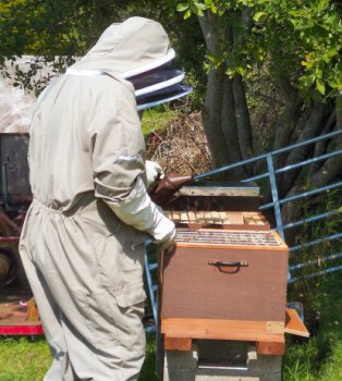 A Cornwall Honey beekeeper