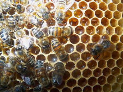 Worker bees on honeycomb