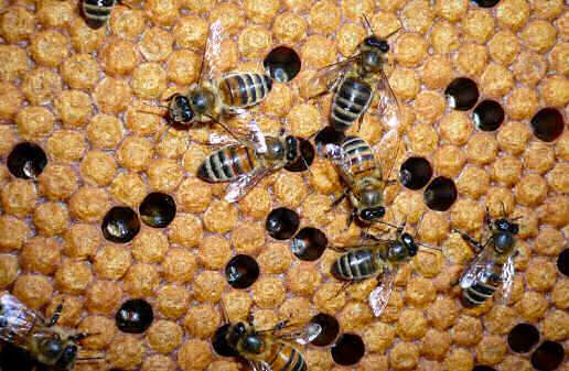 Bees with Sealed Brood in the Westcountry