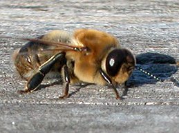 A Drone Bee