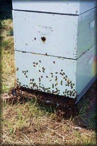 A bee hive