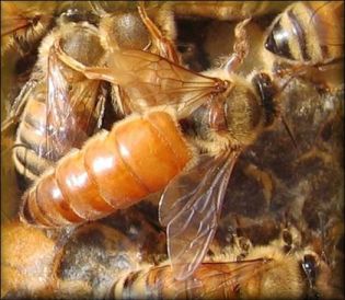 A Queen Honey Bee