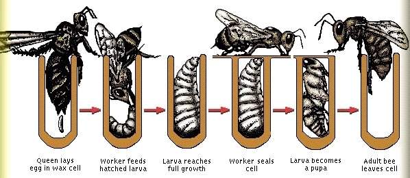 The development of a worker bee