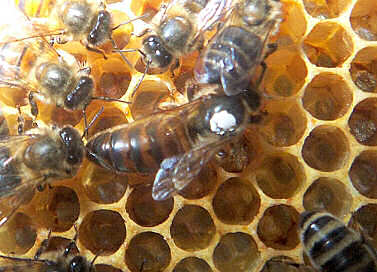 A Queen surrounded by Workers on honeycomb