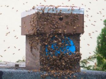 A 'Swarm Trap' set by a beekeeper, with a swarm of honey bees entering the hive in the Cornish Westcounty.