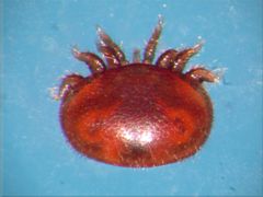 A varroa mite as seen with a camera