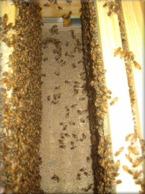 A Varroa mesh floor, when looking down through the frames