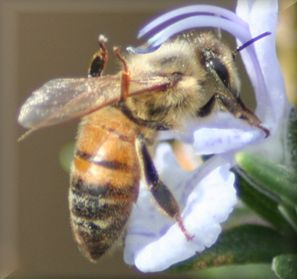 A healthy honeybee