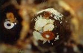 Mites on a pupa in the cell