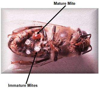 Mature and Immature Varroa mites