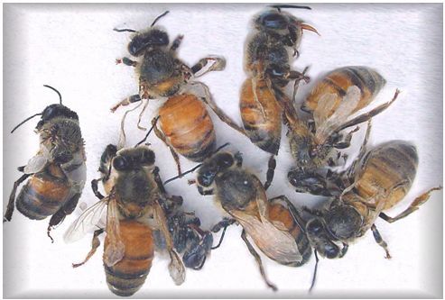 Bees with deformed wings as a consequence of Varroa infestation