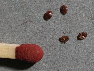 Varroa mites scaled next to a match-head