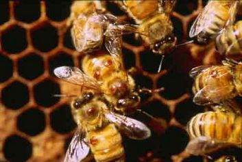 Varroa mites on worker honey bees