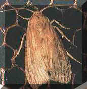 A Wax Moth